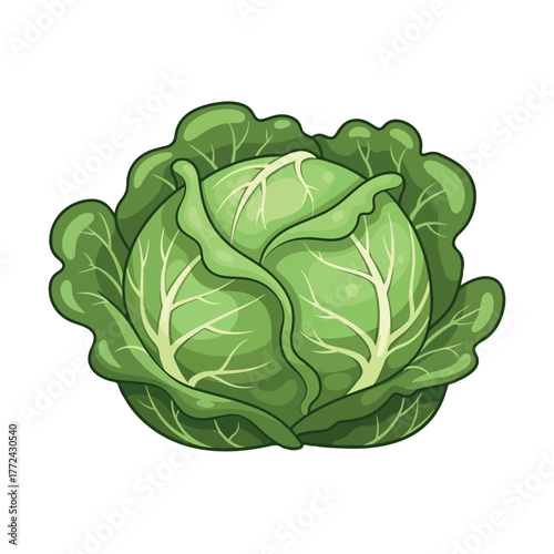 fresh, illustration, garden, plant, healthy, nutrition, vitamin, food, leaf, vegan, cartoon, green, harvest, organic, vector, farm, vegetarian, design, vegetable, icon, cabbage, background, nature, 