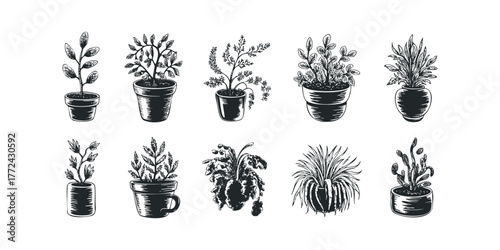 Collection of potted plants in various containers