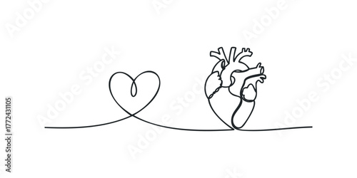 Continuous line drawing of a human heart connected to a heart shape