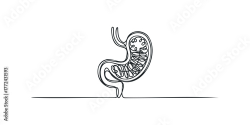 Continuous line drawing of human stomach internal structure