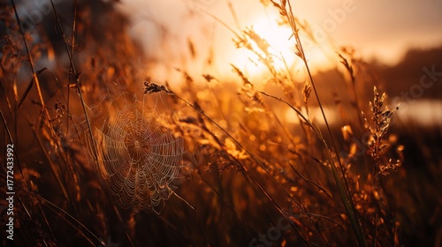 Fototapeta Naklejka Na Ścianę i Meble -  Morning Sunrise Over Dewy Grass and Spider Web, Nature's Tranquil Landscape, Golden Hour in a Serene Natural Environment