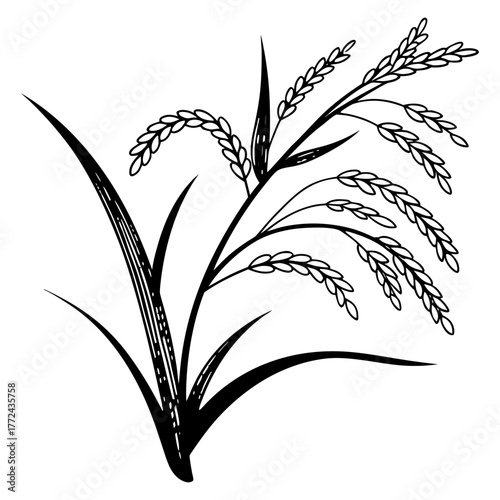 Black and White Rice Plant Vector Illustration. Agricultural Grain Crop Design.