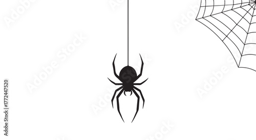 Silhouette of a spider hanging on a thread with a spiderweb