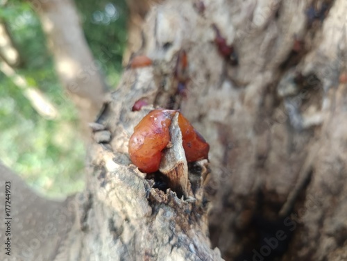 Based on the image, the object is likely a type of fungus, possibly Calostoma cinnabarinum