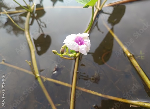The flower in the image appears to be a type of morning glory, likely from the genus Ipomoea.
The Ipomoea carnea, also known as Bush Morning Glory, is a shrub with light pink flowers. 