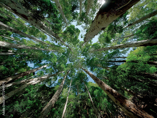 Redwood forests near Scotts...