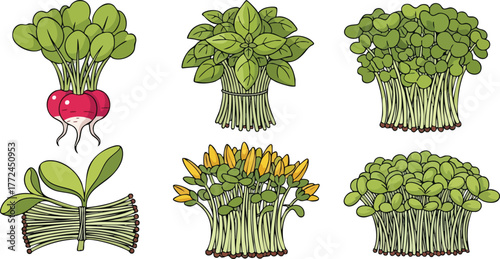 Six Bunches of Fresh Microgreens and Sprouts with Radish Variety