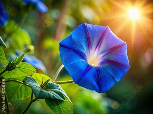 Blue Morning Glory Flower Close-Up with Copy Space - Nature Stock Photo