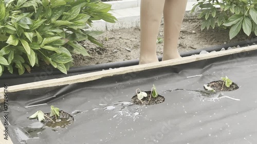 Watering single just planted young strawberry seedling with watering can. Care of plants, gardening, planting concept