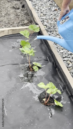 Watering single just planted young strawberry seedling with watering can. Care of plants, gardening, planting concept