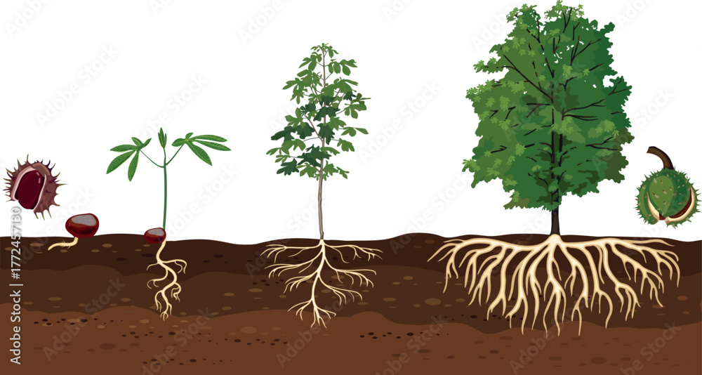 Naklejka premium Life cycle of horse chestnut tree (Aesculus hippocastanum). Growth stages from seed and sprout to old tree with root system and green crown