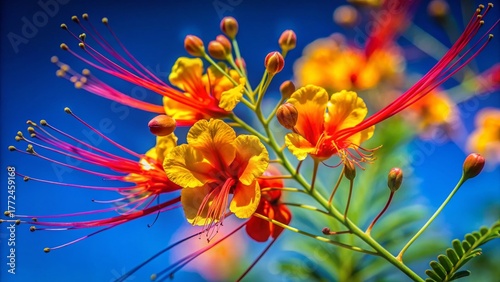Caesalpinia Flower, Vibrant Yellow Blooms with Red Veins Against Deep Blue Sky - Stock Photo