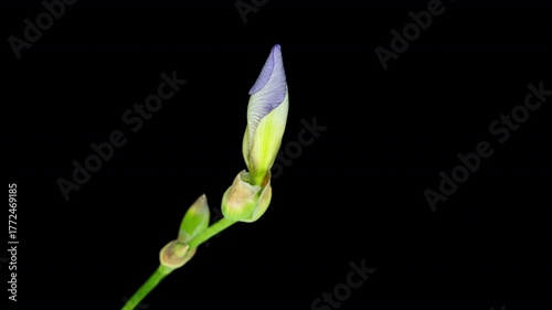 Timelapse of purple iris flower blooming with delicate petals against a black background