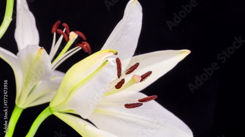 Closeup timelapse of white lily flower blooming with elegant petals against a black background