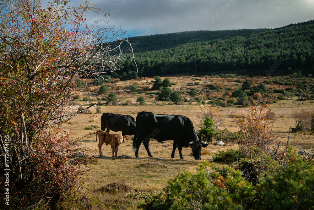 Fototapeta premium Dos vacas adultas y un ternero en el campo
