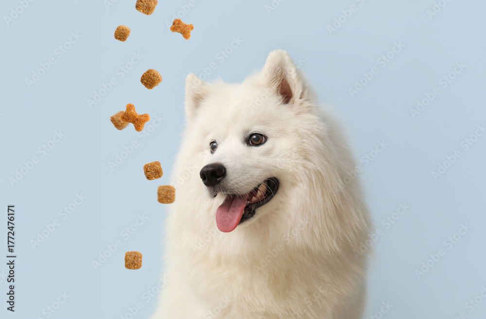 Fototapeta premium Cute Samoyed dog on blue background, closeup