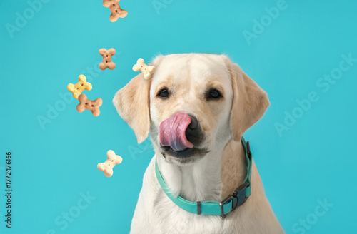 Cute Labrador dog with coll...
