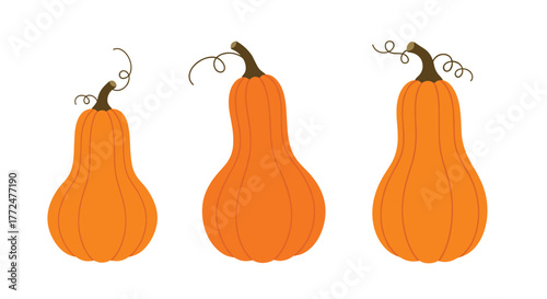An illustration featuring three vibrant orange butternut squash or gourd-shaped pumpkins with swirling tendrils, ideal for seasonal decor.