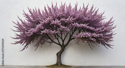 pink tree in a garden