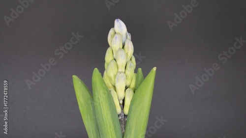 Timelapse of hyacinth flower blooming with slow zoom out and spinning motion against plain background