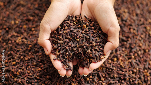 Tableau sur toile closeup, clove bud spice in farmer hands after harvesting and drying
