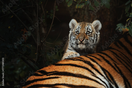 Siberian tiger (Panthera tigris altaica) detail portrait