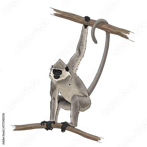 a graceful langur hanging upon a forest branch