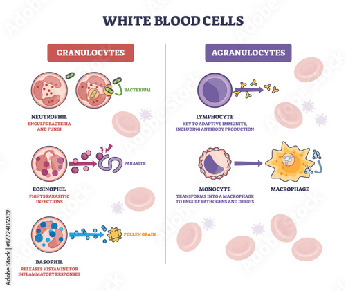 White blood cells diagram shows granulocytes vs agranulocytes, highlighting neutrophil, lymphocyte, and monocyte with functions against pathogens. Outline diagram