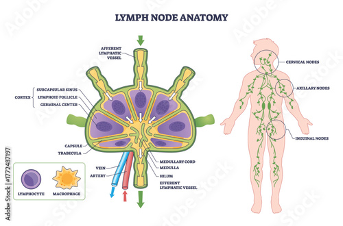 Lymph node anatomy diagram shows structure and lymph flow, highlighting cortex, medulla, and afferent-efferent vessels with body map of cervical, axillary, inguinal nodes. Outline diagram