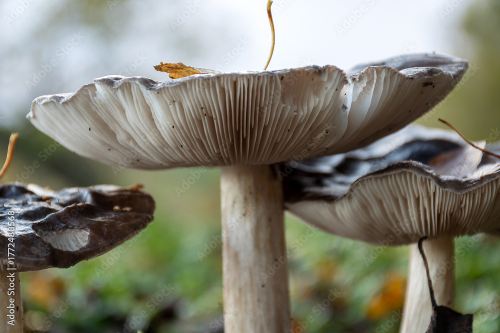 Fototapeta premium photography with close-up view of mushrooms, autumn mushrooms, gifts of nature