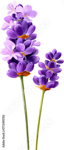 A lavender flower is depicted in the image with a transparent isolated background