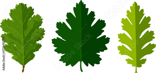 A macro photograph of a single green leaf, set against a white background, draws attention to the leaf's delicate natural details and complex botanical structure