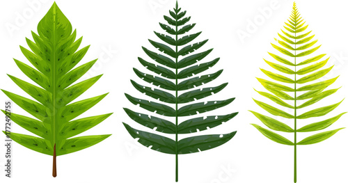 A colorful depiction of a lush green fern frond featuring delicate leaves set against a pristine white backdrop