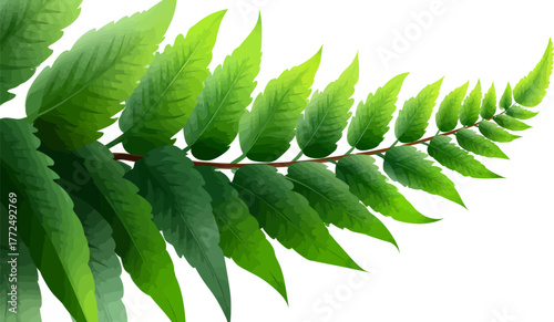 A green fern frond is depicted with detailed pinnate leaf structure set against a white background