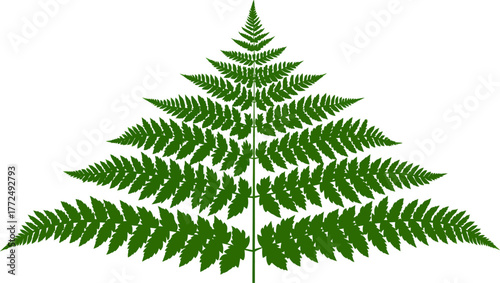 Detailed illustration of a lush cluster of vibrant green ferns is presented