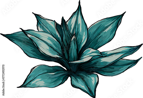 An isolated aloe vera plant leaf, characterized by its fresh green color, is depicted in a close-up photograph on a white background