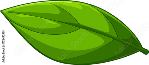 A macro close-up of a bright green leaf isolated on a white background puts the focus on the fresh texture of the foliage and the natural growth it exhibits