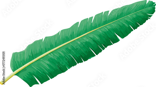 An illustration of a tropical leaf with vibrant green stripes is set against a white background