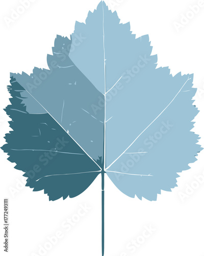 A white background serves as the setting for a stylized blue-green leaf, characterized by its serrated edges and clearly visible venation