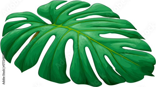 A solitary green leaf, distinguished by its serrated edges, is illustrated on a plain white surface