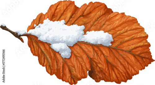 A macro shot of a solitary dry yellow maple leaf, characteristic of autumn, is isolated on a white background, emphasizing the clarity of its vein pattern