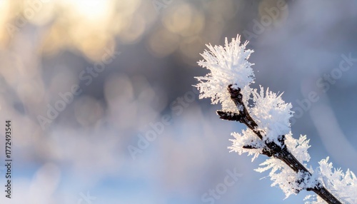 Closeup of a Snow Covered Branch