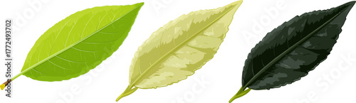 The illustration features two simple green leaves, with the lighter underside and the darker top surface visible against a white background