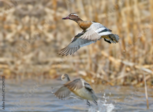 A pair of garganeys (Spatula querquedula) in breeding plumage take off from the surface of a pond