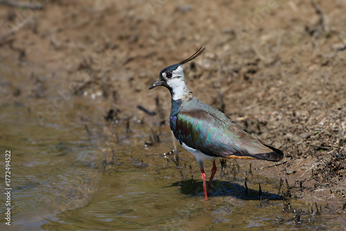 An adult northern lapwing (Vanellus vanellus) in breeding plumage is photographed close-up with a worm in its beak.