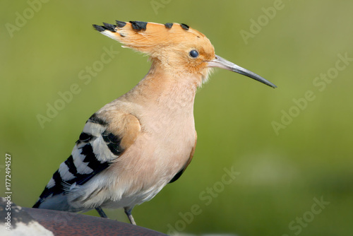 A very close-up portrait of a Eurasian hoopoe (Upupa epops) captured against a blurred background