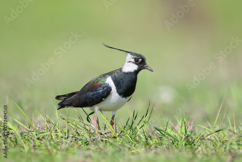An adult northern lapwing (Vanellus vanellus) in breeding plumage is photographed close-up with a worm in its beak.