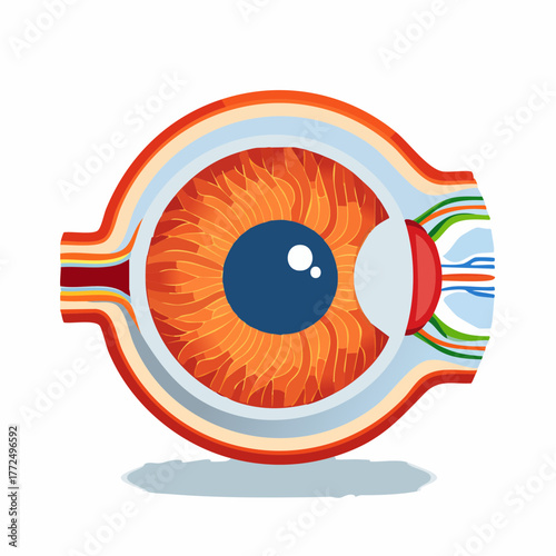 Clear anatomical illustration of the human eye's internal structure, detailing essential components for vision. Ideal for medical education, ophthalmology, and understanding ocular health
