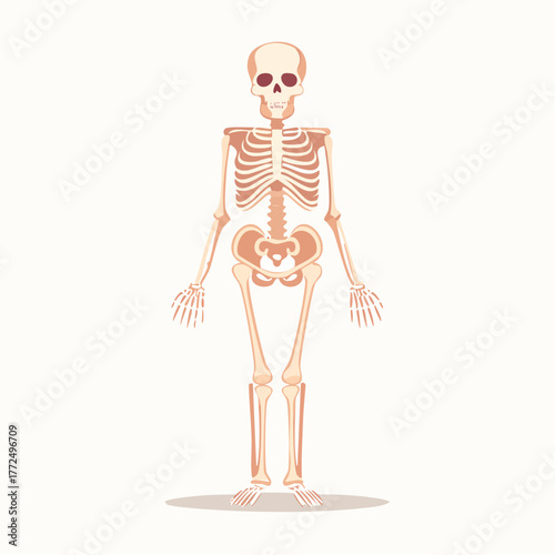 Detailed human skeleton illustration showcasing the complete bone structure of an adult body, ideal for educational resources, medical presentations, and scientific diagrams