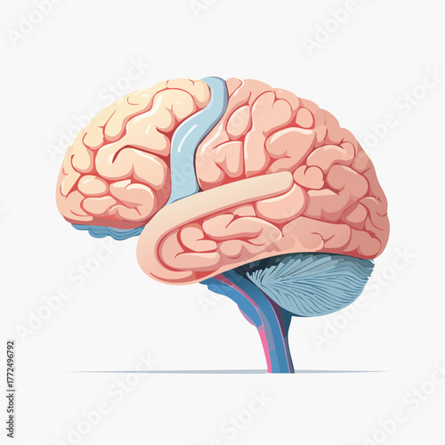Detailed anatomical illustration of the human brain, showcasing its complex structure and lobes in a medical context